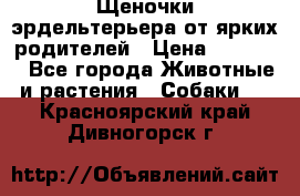 Щеночки эрдельтерьера от ярких родителей › Цена ­ 25 000 - Все города Животные и растения » Собаки   . Красноярский край,Дивногорск г.